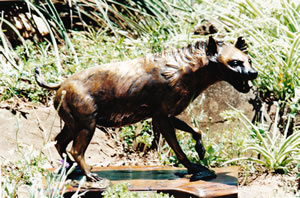 Capstick Hyena (1997)